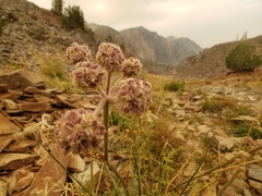 Angelica capitellata