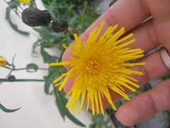 Sonchus arvensis