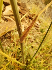 Angelica capitellata