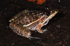Ptychadena taenioscelis