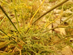 Angelica capitellata