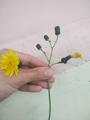 Sonchus arvensis