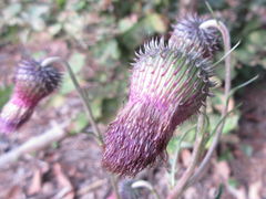 Cirsium pendulum