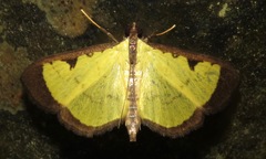 Goniorhynchus hampsoni