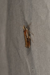 Ypsolopha parenthesella