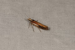Ypsolopha parenthesella