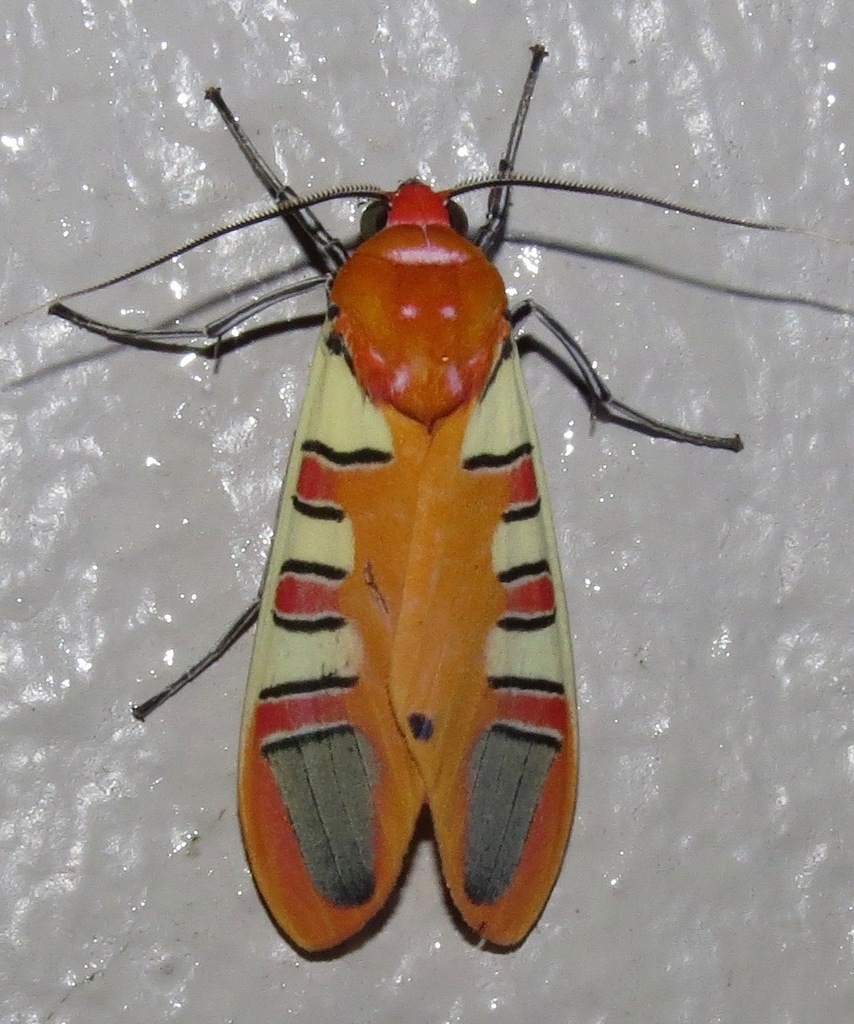 Gorgonidia