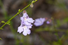 Prostanthera sejuncta