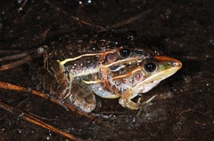 Ptychadena taenioscelis