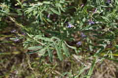 Astragalus arenarius