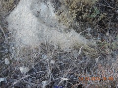 Thymus lacaitae