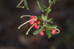 Grevillea banyabba