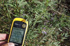 Astragalus arenarius