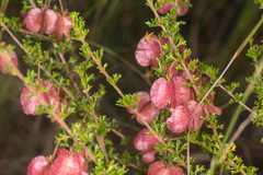 Dodonaea crucifolia
