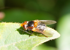 Cyphipelta rufocyanea