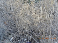 Centaurea hyssopifolia