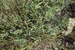 Astragalus arenarius