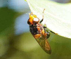 Cyphipelta rufocyanea