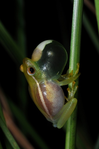 Long Reed Frog, Hyperolius microps