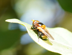 Cyphipelta rufocyanea