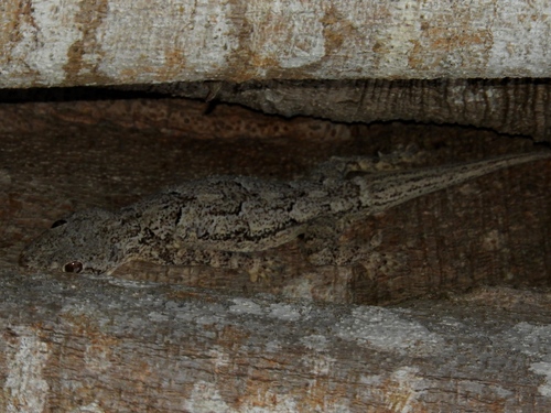 Baobab Gecko, Hemidactylus platycephalus