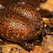 Strawberry Rain Frog - Photo (c) Tyrone Ping, some rights reserved (CC BY-NC), uploaded by Tyrone Ping