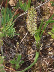 Wurmbea spicata