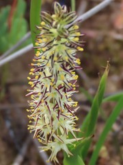 Wurmbea spicata