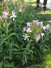 Saponaria officinalis