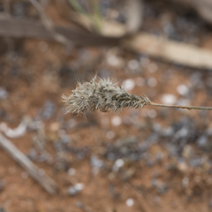 Enneapogon nigricans