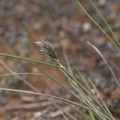 Enneapogon nigricans