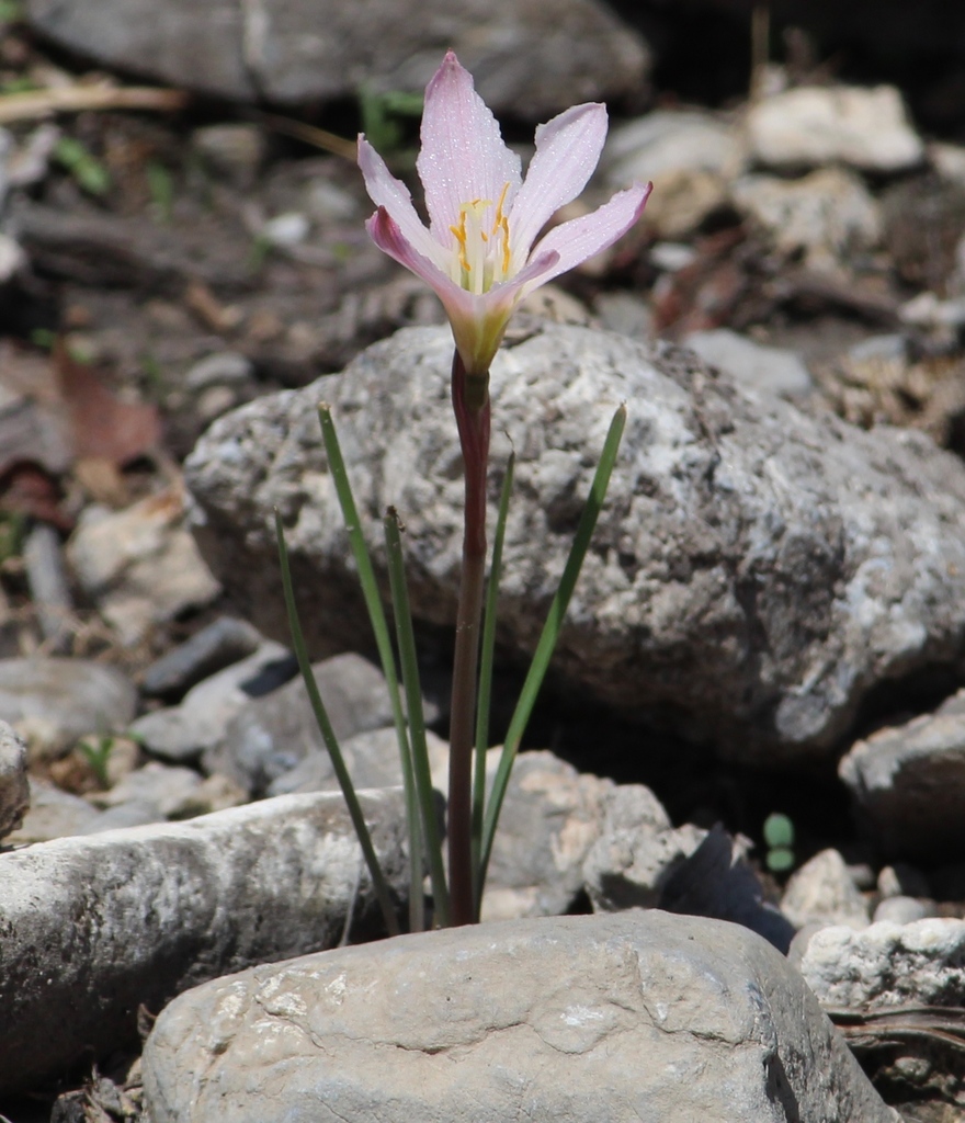 Zephyranthes chichimeca