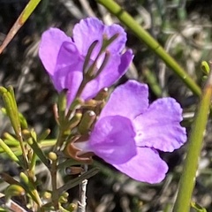 Hemigenia teretiuscula