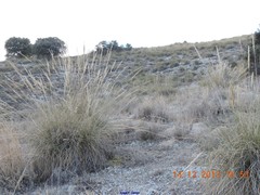 Macrochloa tenacissima