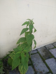 Urtica dioica
