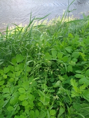 Capsella bursa-pastoris