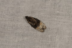 Apotomis betuletana