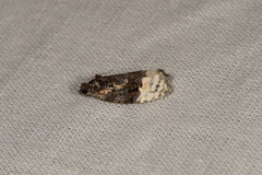 Apotomis betuletana