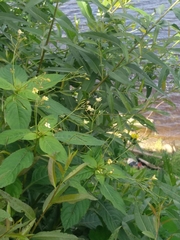 Impatiens parviflora