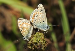 Polyommatus icarus