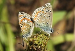 Polyommatus icarus