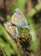 Polyommatus icarus