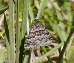 Dichromodes ainaria