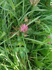 Trifolium pratense