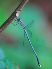 Lestes nodalis