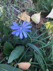 Cichorium intybus