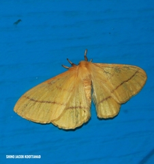 Eupterote hibisci gardneri