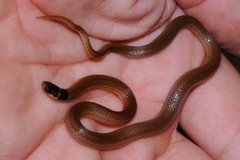 Aparallactus capensis