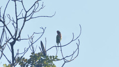 Psittacula alexandri