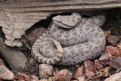 Crotalus pricei